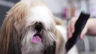Dog beautiful haircuts