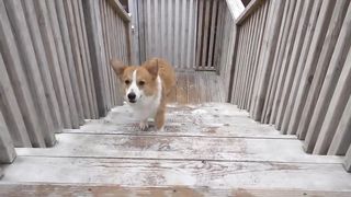 Funny dogs 10