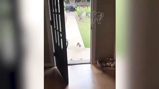 BEST DANK CAT MEMES COMPILATION OF 2023 2