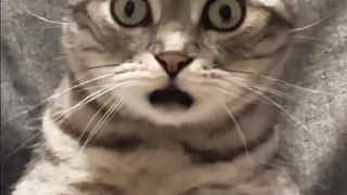 Cats cute 2