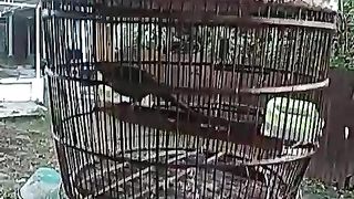 Burung perkutut -  latihan nyanyi