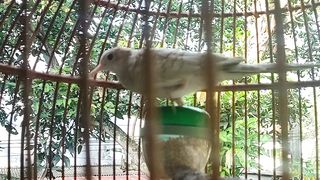 The sound of turtledoves booming...!!!