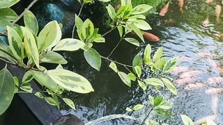 Kolam Taman ikan nila Merah Minimalis...!!!