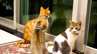FUNNY CAT AND SMART 2