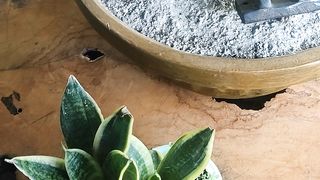 Unique plants and mystical statues...!!!