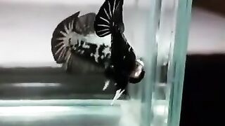 Ikan Cupang Black Samurai