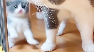 cute cat 10
