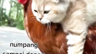 funny  chickens and cats