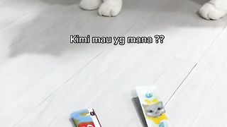 Animal cat
