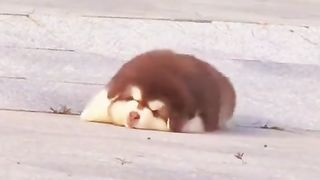 Cute alaskan dog