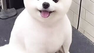 adorable cute dog 2