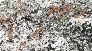 ant activity 2