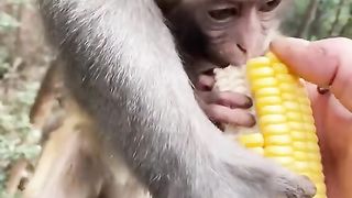Monkey cute 2