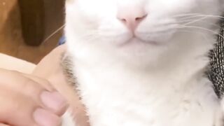 Funny cat videos 4