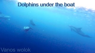 Dolphins under the boat
