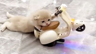 Cat by motorbike