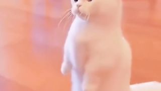 funny cats 5
