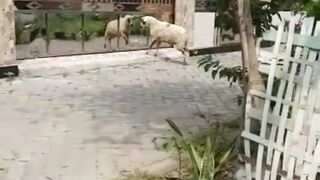 Sheep 3