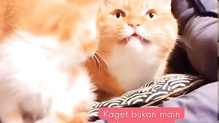 Anak mpus kaget