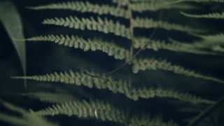 Nature in Video Cinematic Curug Layung