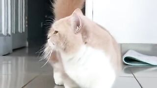 cat wants to walk