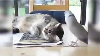 Cat & Bird