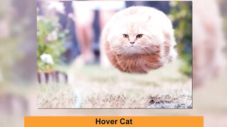 50 Purrfectly timed cat photos taken at the right Meowment - Funny cat