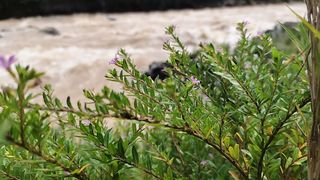River water 3