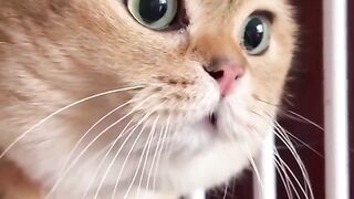 cat in game