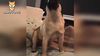 Funny animals - Funny cats dogs - Funny animal videos - BEST OF 2023 63