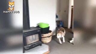Funny animals - Funny cats dogs - Funny animal videos - BEST OF 2023 68