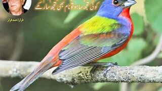 Most Beautiful Ghazal of Ahmed Fraz|Urdu Ghazal|Hum Ko Achha Nahean Lagta Koe HumNam Tara