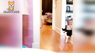 Funny animals - Funny cats dogs - Funny animal videos - BEST OF 2023 64