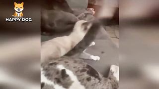 Funny animals - Funny cats dogs - Funny animal videos - BEST OF 2023 65