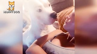 Funny animals - Funny cats dogs - Funny animal videos - BEST OF 2023 66