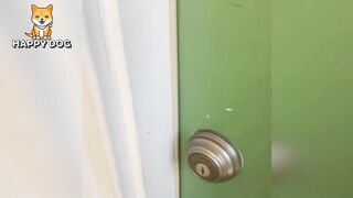 Funny animals - Funny cats dogs - Funny animal videos - BEST OF 2023 69