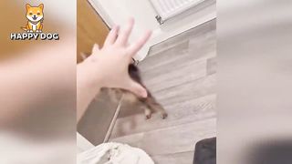 Funny animals - Funny cats dogs - Funny animal videos - BEST OF 2023 71