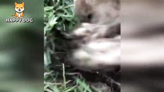 Funny animals - Funny cats dogs - Funny animal videos - BEST OF 2023 70