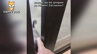 Funny animals - Funny cats dogs - Funny animal videos - BEST OF 2023 72