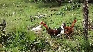 Calling all chickens