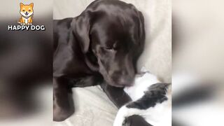 Funny animals - Funny cats dogs - Funny animal videos - BEST OF 2023 73