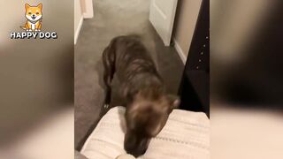 Funny animals - Funny cats dogs - Funny animal videos - BEST OF 2023 75