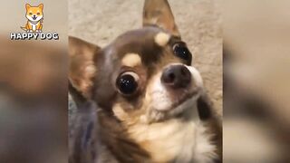 Funny animals - Funny cats dogs - Funny animal videos - BEST OF 2023 74