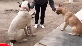 How to train dog ????bullydog