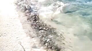 Kumpulan ikan kecil di pinggir pantai