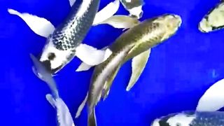 Slayer Koi