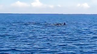Killer whales