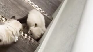 Funny Kittens 2