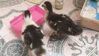 Baby Muscovy, goose and turkey bird at home