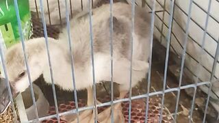 Baby Muscovy with goose and turkey bird
